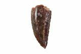 Bargain, Serrated Raptor Tooth - Morocco #67805-1